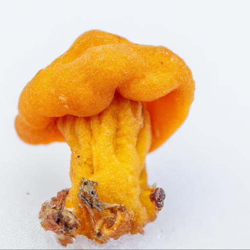 Cechy charakterystyczne i identyfikacja grzyba pieprznika pomarańczowego