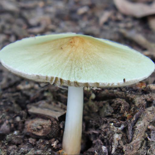 Charakterystyka i opis grzyba muchomora szarawego (amanita vaginata)