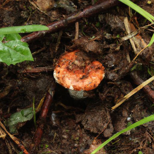 Charakterystyka i identyfikacja grzyba gołąbka brunatnego russula badia