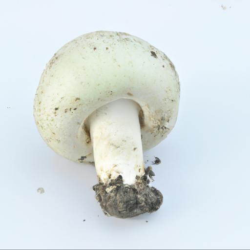 Charakterystyka grzyba pieczarki okazałej (agaricus augustus)