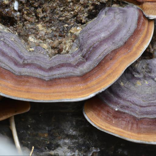Charakterystyka grzyba żagiew ciemnonoga (picipes melanopus)