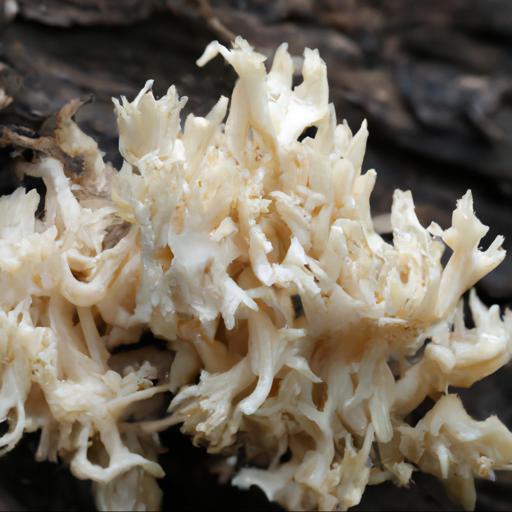 Siedlisko i rozmieszczenie grzyba koralówka blada