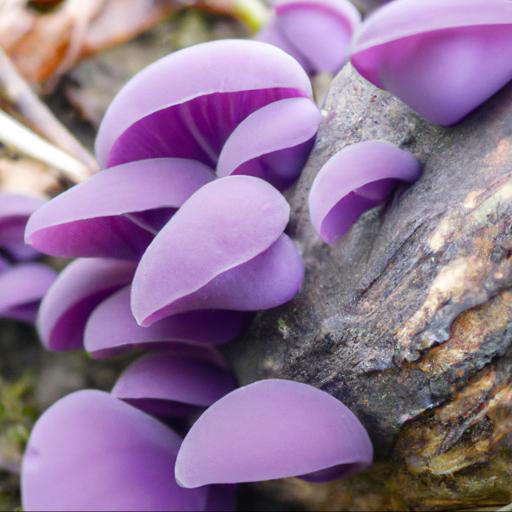 Siedlisko i rozmieszczenie grzyb grzybówka fioletowawa