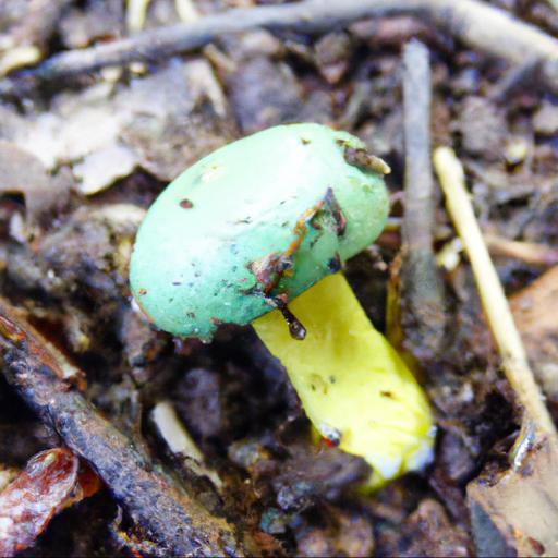 Wprowadzenie do grzyba gąska zielonożółta (tricholoma sejunctum)