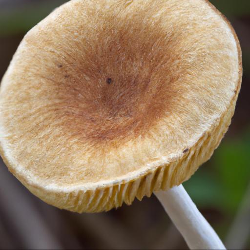 Morfologia i cechy charakterystyczne grzyba berłóweczka rudawa tulostoma melanocyclum