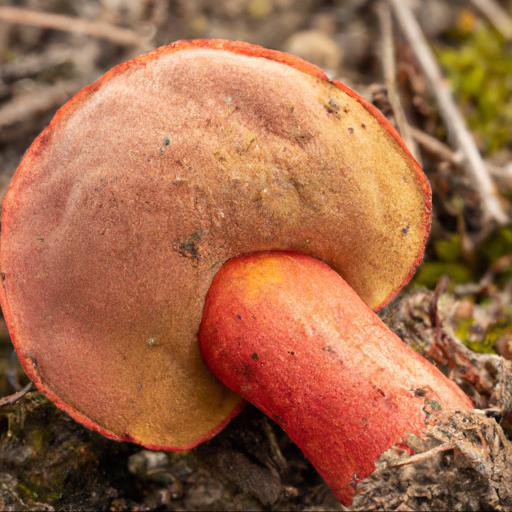 Morfologia i cechy charakterystyczne grzyba złociec czerwonawy buchwaldoboletus lignicola