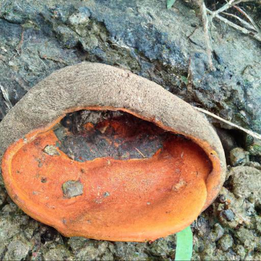 Morfologia i charakterystyka grzyba purchawka brunatna