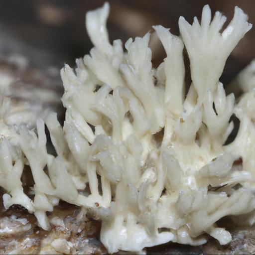 Morfologia i charakterystyka grzyba koralówka blada