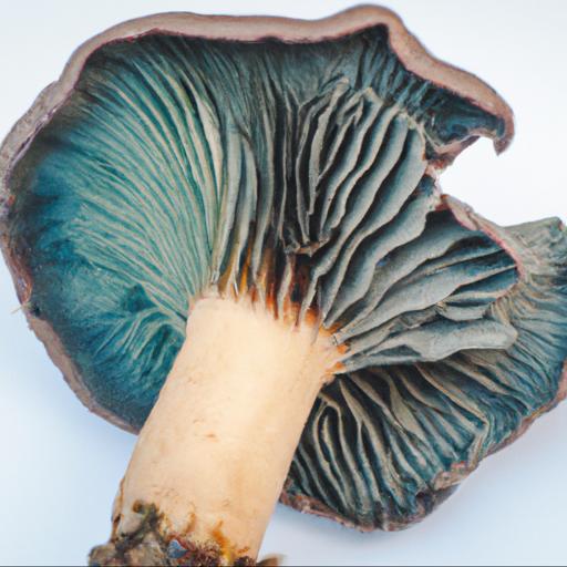 Rozpoznawanie i cechy charakterystyczne grzyba mleczaja niebieskawego