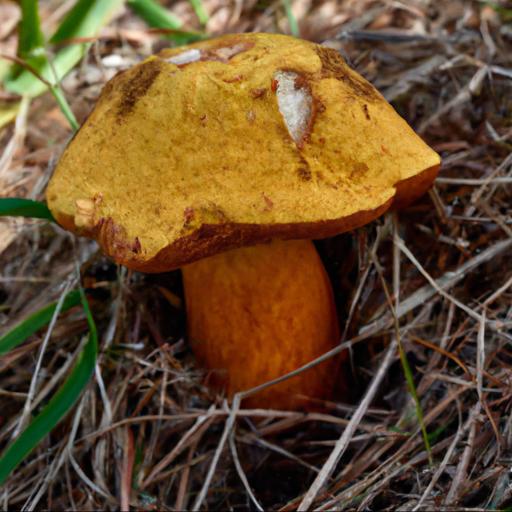 Rozpoznawanie i cechy charakterystyczne grzyba koźlarza pomarańczowożółtego